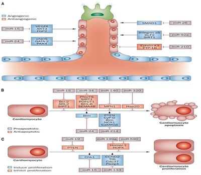 Epigenetic regulation in myocardial infarction: Non-coding RNAs and exosomal non-coding RNAs